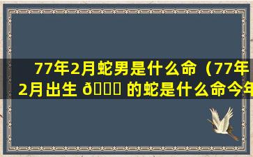 77年2月蛇男是什么命（77年2月出生 🐘 的蛇是什么命今年婚姻怎么样）